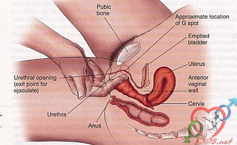 10-vc3b9ng-nhe1baa1y-ce1baa3m-ce1bba7a-phe1bba5-ne1bbaf-mc3a0-be1baa1n-nc3aan-bie1babft-1 10 vùng nhạy cảm của phụ nữ trong đó điểm G rất quan trọng