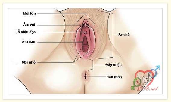 ce1baa5u-te1baa1o-c3a2m-c491ao-phe1bba5-ne1bbaf-vc3a0-khc3a1m-phc3a1-c3a2m-hc3b4-con-trinh-nhc6b0-the1babf-nc3a0o-10 Cấu tạo các cơ quan sinh dục nữ