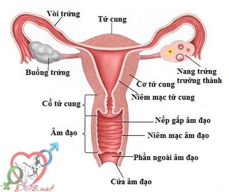 ce1baa5u-te1baa1o-c3a2m-c491ao-phe1bba5-ne1bbaf-vc3a0-khc3a1m-phc3a1-c3a2m-hc3b4-con-trinh-nhc6b0-the1babf-nc3a0o-3 Cấu tạo âm vật của phụ nữ