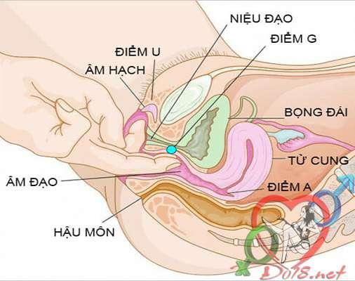 ce1baa5u-te1baa1o-c3a2m-c491ao-phe1bba5-ne1bbaf-vc3a0-khc3a1m-phc3a1-c3a2m-hc3b4-con-trinh-nhc6b0-the1babf-nc3a0o-4 diem g cua phu nu nam o dau hinh anh