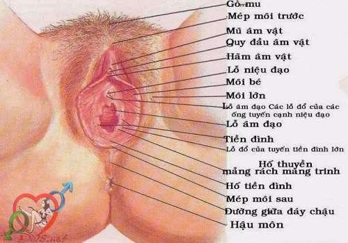 ce1baa5u-te1baa1o-c3a2m-c491ao-phe1bba5-ne1bbaf-vc3a0-khc3a1m-phc3a1-c3a2m-hc3b4-con-trinh-nhc6b0-the1babf-nc3a0o-8 Hinh co quan sinh duc nu