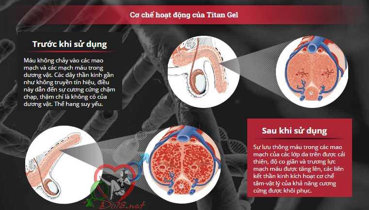 titan-gel-nga-chc3adnh-hc3a3ng-tc483ng-kc3adch-thc6b0e1bb9bc-ce1baadu-nhe1bb8f-7 Cấu tạo của dương vật đàn ông